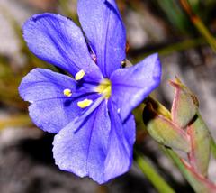 Aristea glauca