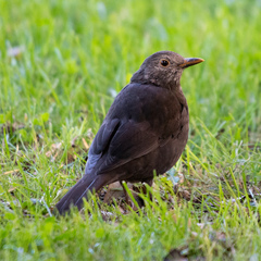 Turdus merula
