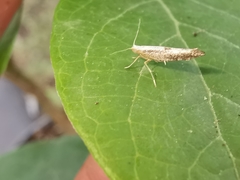 Argyresthia spinosella