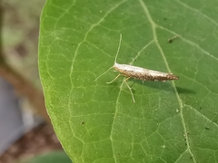 Argyresthia spinosella