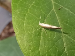 Argyresthia spinosella