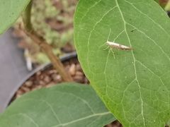 Argyresthia spinosella