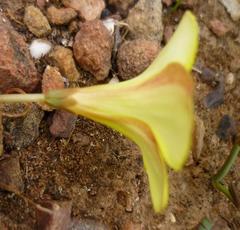 Oxalis flava flava