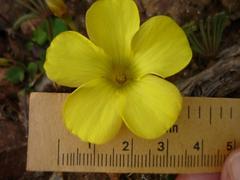 Oxalis flava flava
