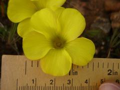 Oxalis flava flava