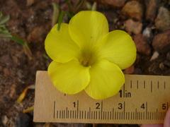 Oxalis flava flava