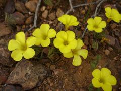 Oxalis flava flava