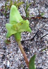 Disperis cucullata