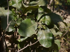 Semecarpus anacardium