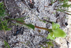Disperis cucullata