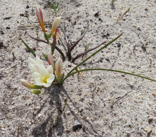 Gluey Satinflower (Geissorhiza hispidula)