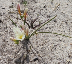 Geissorhiza hispidula