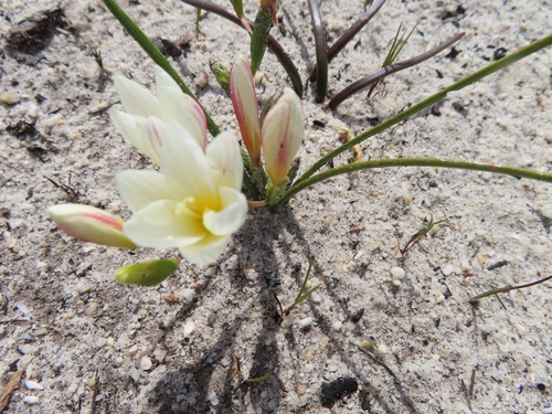 Image of Geissorhiza hispidula by (c) linkie, some rights reserved (CC BY)