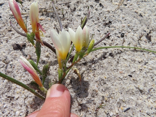Image of Geissorhiza hispidula by (c) linkie, some rights reserved (CC BY)