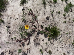 Arctotis angustifolia