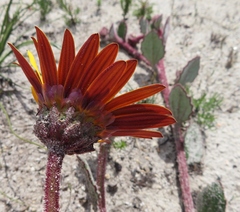 Arctotis angustifolia