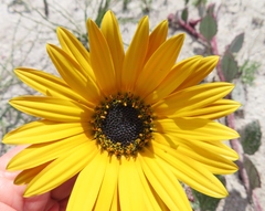 Arctotis angustifolia