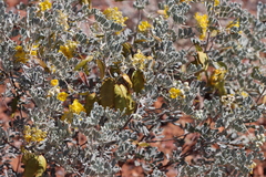 Senna artemisioides helmsii