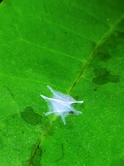 Fritzia muelleri