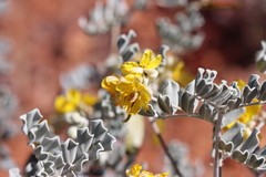 Senna artemisioides helmsii