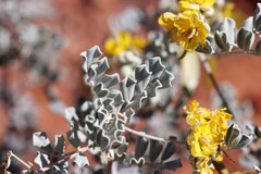 Senna artemisioides helmsii