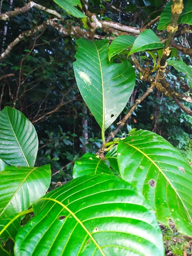 Image of Palicourea guianensis by (c) Guillaume Delaitre, some rights reserved (CC BY)