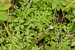 Houstonia serpyllifolia