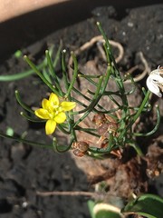 Eriospermum abyssinicum