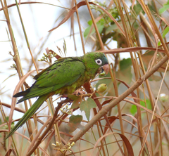 Blue-Crowned Parakeet photo 4