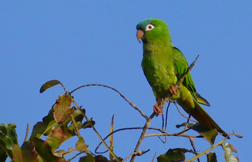 Blue-crowned Parakeet