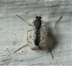 Polypedilum nubiferum