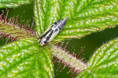 Evacanthus ustanucha