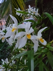 Maxillaria lutescens