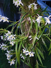 Maxillaria lutescens