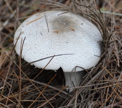 Agaricus benesii
