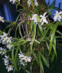 Maxillaria lutescens
