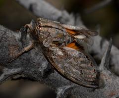 Platypleura capensis