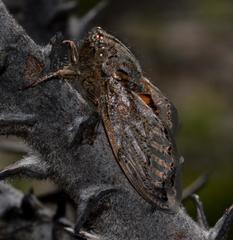 Platypleura capensis