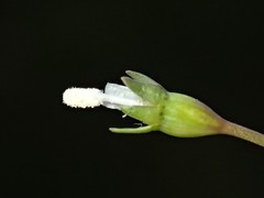 Wahlenbergia gracilenta