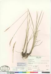 Poa arida