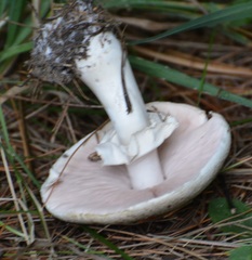 Agaricus benesii