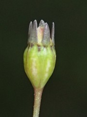 Wahlenbergia gracilenta