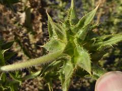 Berkheya onobromoides