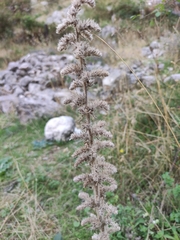 Echium italicum