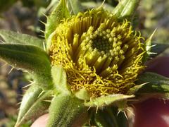 Berkheya onobromoides