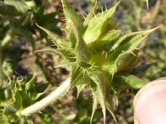 Berkheya onobromoides