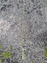Wahlenbergia gracilenta