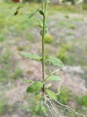 Wahlenbergia gracilenta