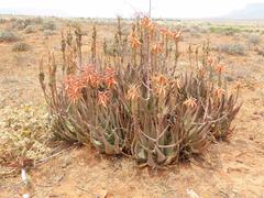 Aloe falcata