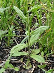 Wahlenbergia gracilenta